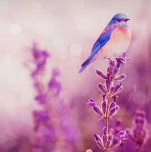 Cute bird in purple field